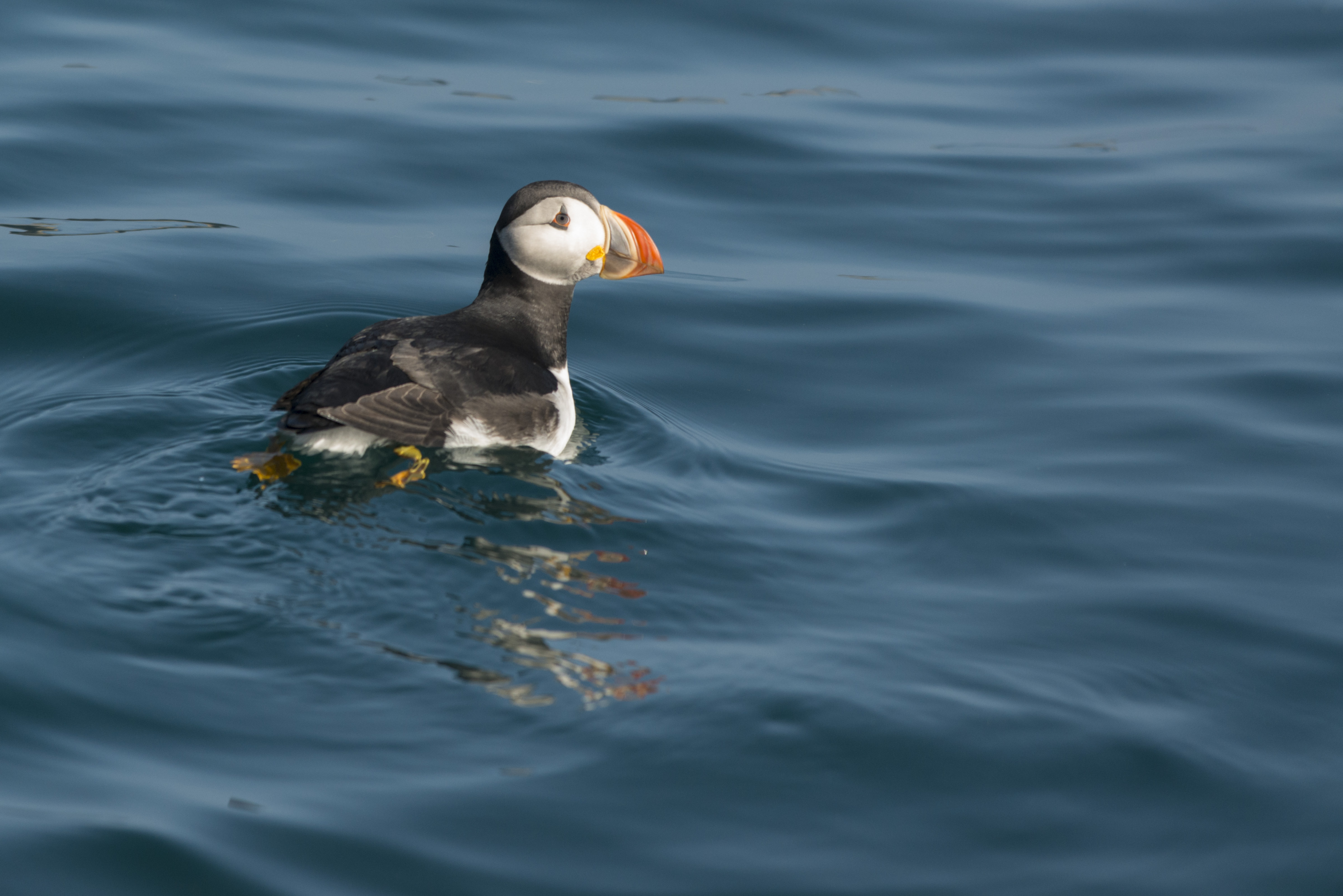 First Puffin of the Year Spotted!